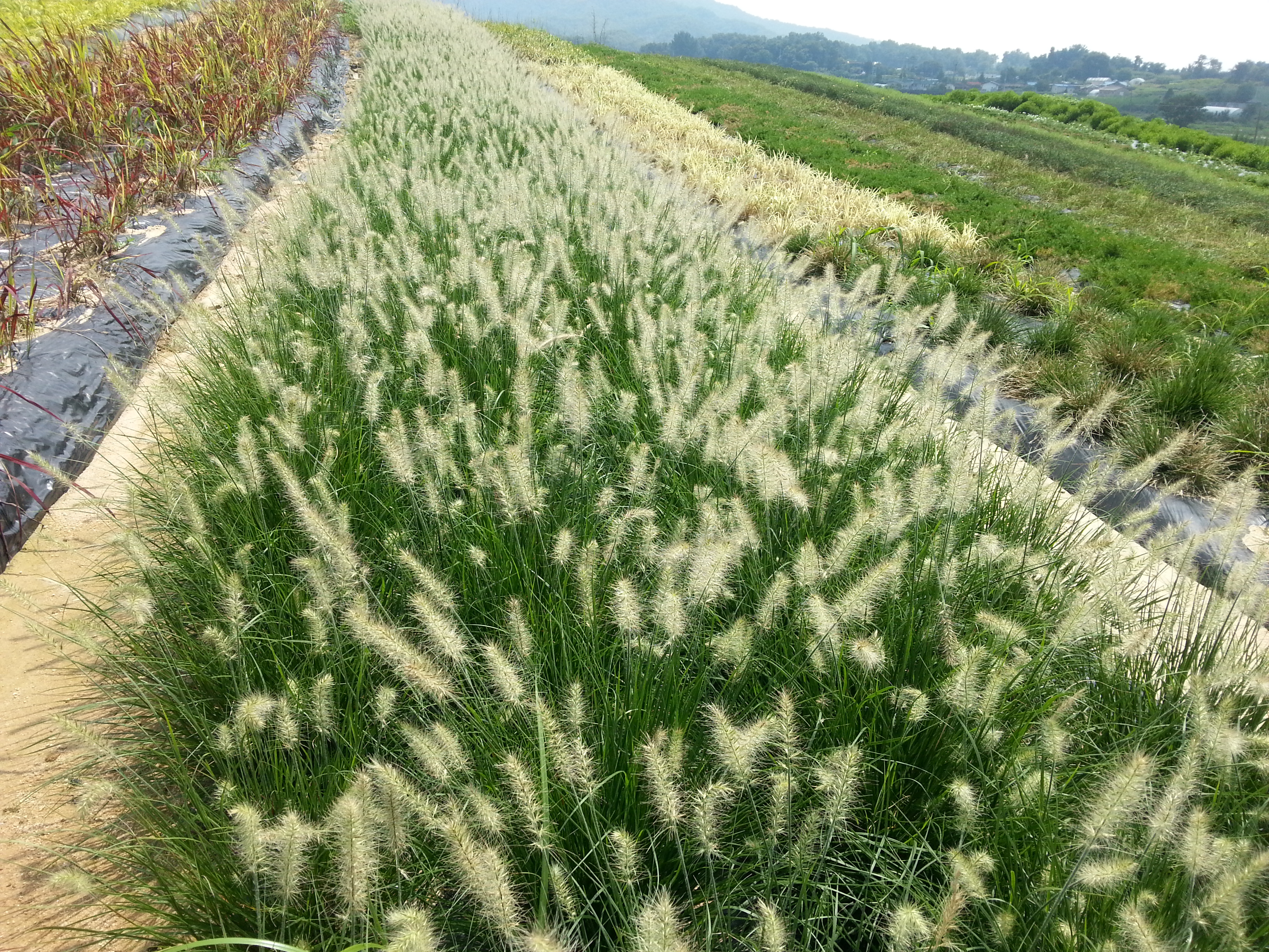 Pennisetum alopecuroides 'Hameln'
